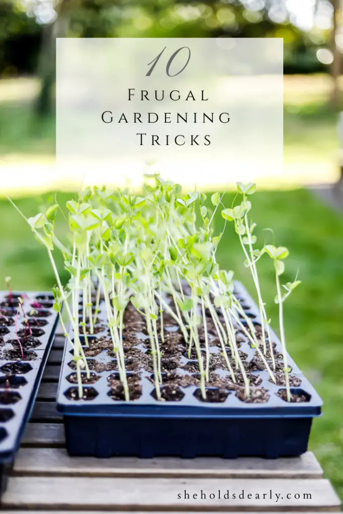 10 Frugal Gardening Tips to Help You Save Money Natural Pest Control