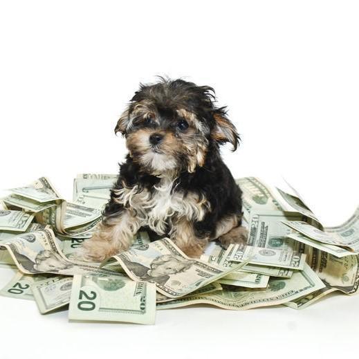 10 Tips for Saving Money on Pet Care