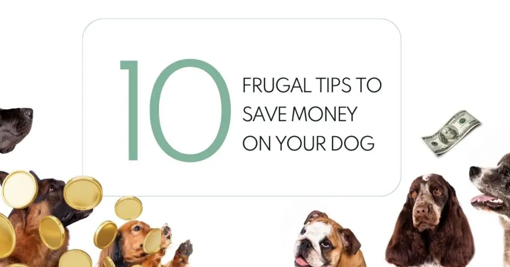 Frugal Pet Care: Tips on Saving Money Frugal Pet Toys and Accessories