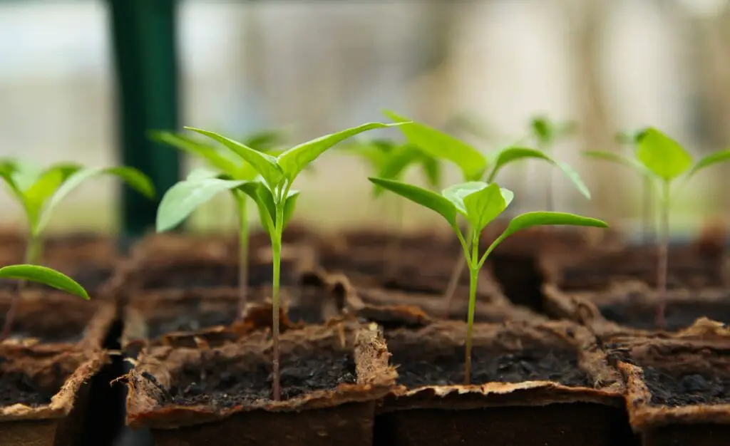 The Surprising Health Benefits of Growing Your Own Food